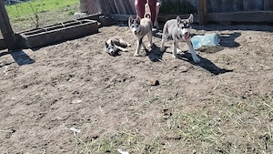 Catei husky  - imagine 4