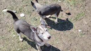 Catei husky  - imagine 3