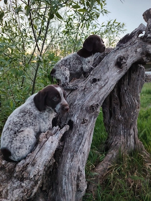 Pui Brac 7 săptămâni