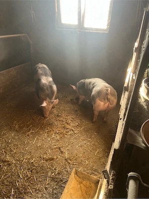 vind 2 scrofite rasa pietrean 80-90 kg  - imagine 2