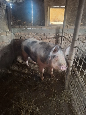 de vinzare purcea 10 lei kg