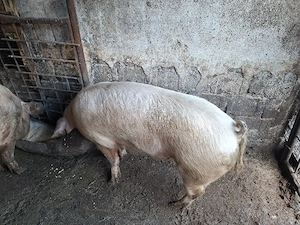 Vând porci - imagine 4