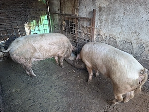 Vând porci - imagine 3