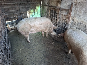 Vând porci - imagine 2