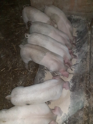 vand purcei  - imagine 2