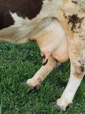 Vaca Holstein de vânzare  - imagine 3