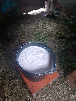 Vaca Holstein de vânzare  - imagine 5