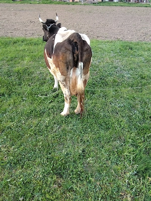 Vaca Holstein de vânzare  - imagine 4