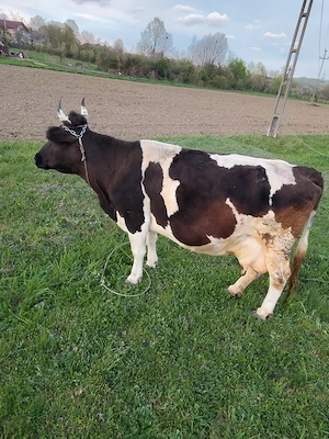 Vaca Holstein de vânzare 