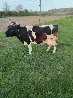 Vaca Holstein de vânzare  - imagine 2