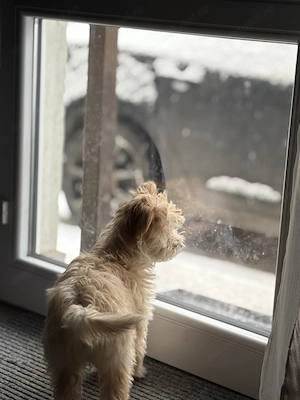 Fata maltipoo talie mica - imagine 5