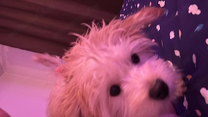 Fata maltipoo talie mica - imagine 4