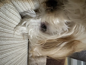 Fata maltipoo talie mica