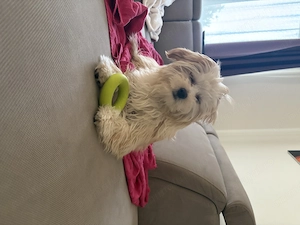 Fata maltipoo talie mica - imagine 3