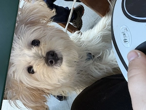 Fata maltipoo talie mica - imagine 2