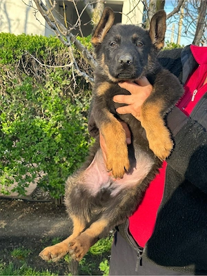 Pui ciobanesc german