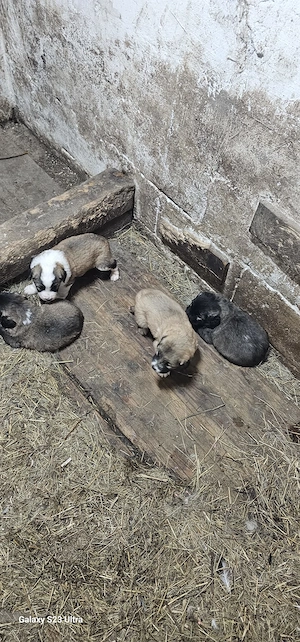 Vând pui ciobănesc caucazian - imagine 3