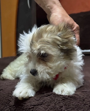 Fetița bichon havanez  - imagine 4