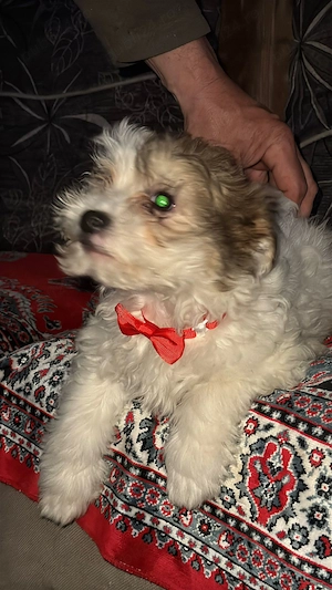 Fetița bichon havanez  - imagine 2