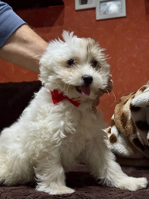 Fetița bichon havanez  - imagine 3