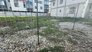 Teren Intravilan 718 mp, deschidere 29,58 m   Chiajna, Str. Orhideelor 44 - imagine 3