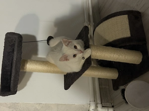 Motan alb de vânzare plus toate cele necesare,se numește Tommy este vaccinat și deparazitat,carnet.