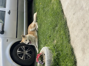 Akita Inu de vanzare  - imagine 3