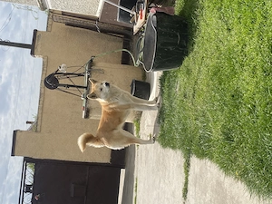 Akita Inu de vanzare  - imagine 4