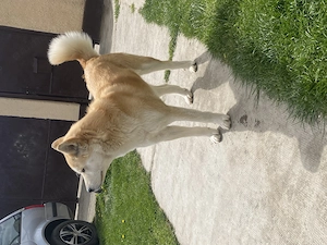 Akita Inu de vanzare  - imagine 2