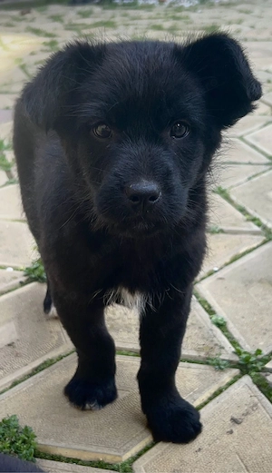 cățelusi spre adoptie  - imagine 4