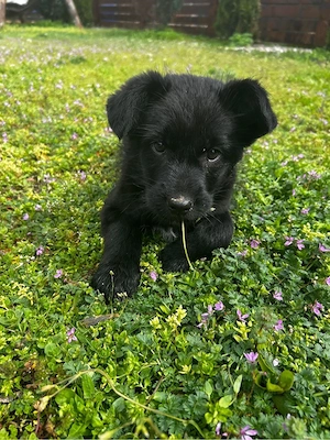 cățelusi spre adoptie  - imagine 3