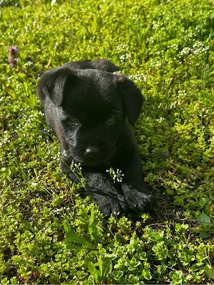 cățelusi spre adoptie  - imagine 2