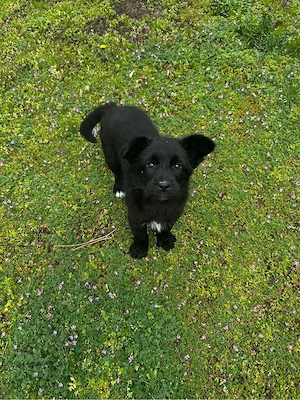 cățelusi spre adoptie  - imagine 5