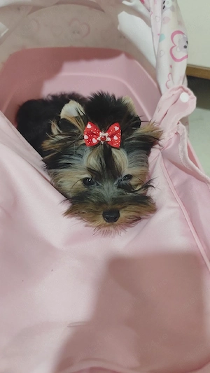 Yorksire terrier  - imagine 2