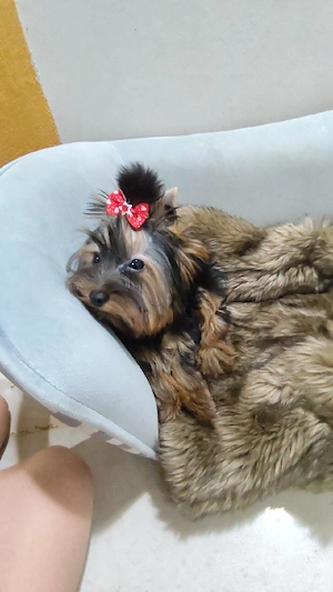 Yorksire terrier  - imagine 3