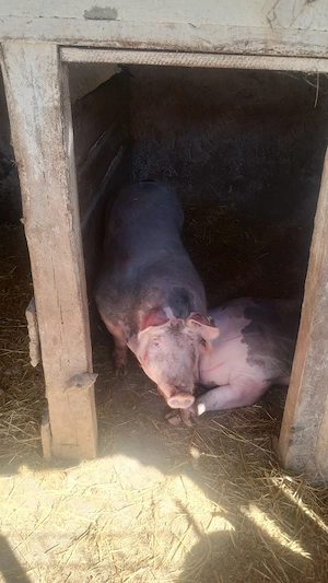 vind porci pietan  - imagine 5