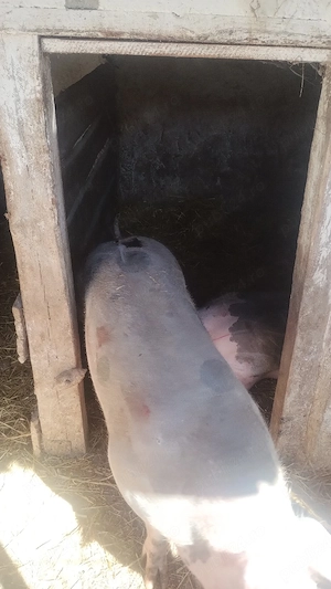 vind porci pietan  - imagine 4