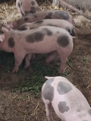 vind porci pietan  - imagine 2