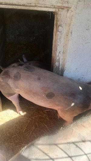 vind porci pietan  - imagine 3