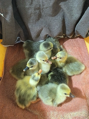 Boboci de gâscă  - imagine 2