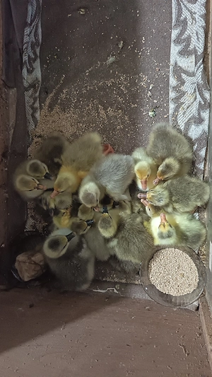 Boboci de gâscă  - imagine 3