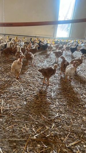 Pui de vanzare  - imagine 2