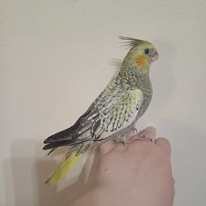 Nimfe puiuti blanzi , crescuti la mana.