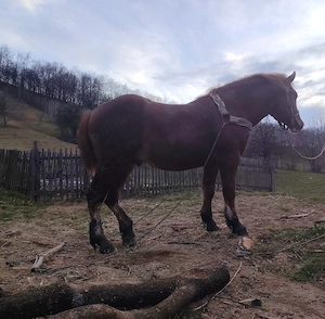 Armăsar de vânzare  - imagine 3