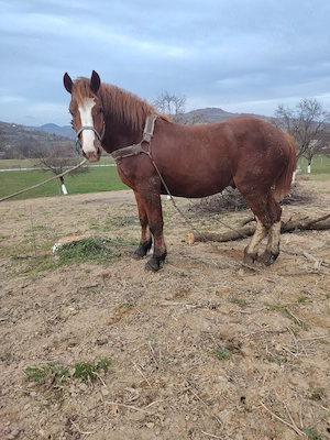 Armăsar de vânzare  - imagine 2