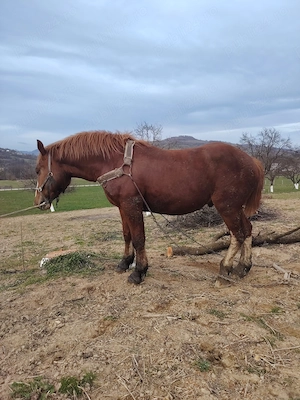 Armăsar de vânzare  - imagine 4