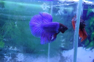 Masculi Betta pesti acvariu superbi