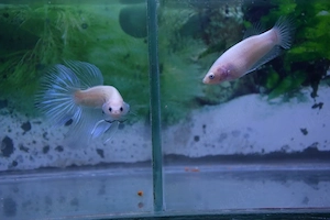 Masculi Betta pesti acvariu superbi - imagine 2