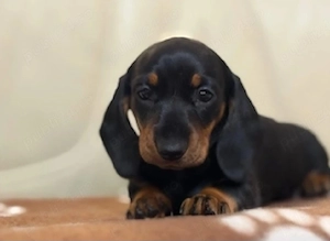 teckel pitic par scurt