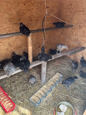 pui de gaina australorp